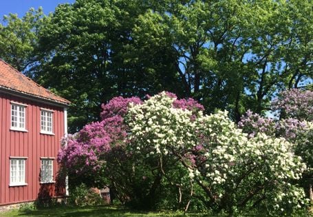 Hage med store syrinbusker og kanten på et rødt hus til venstre