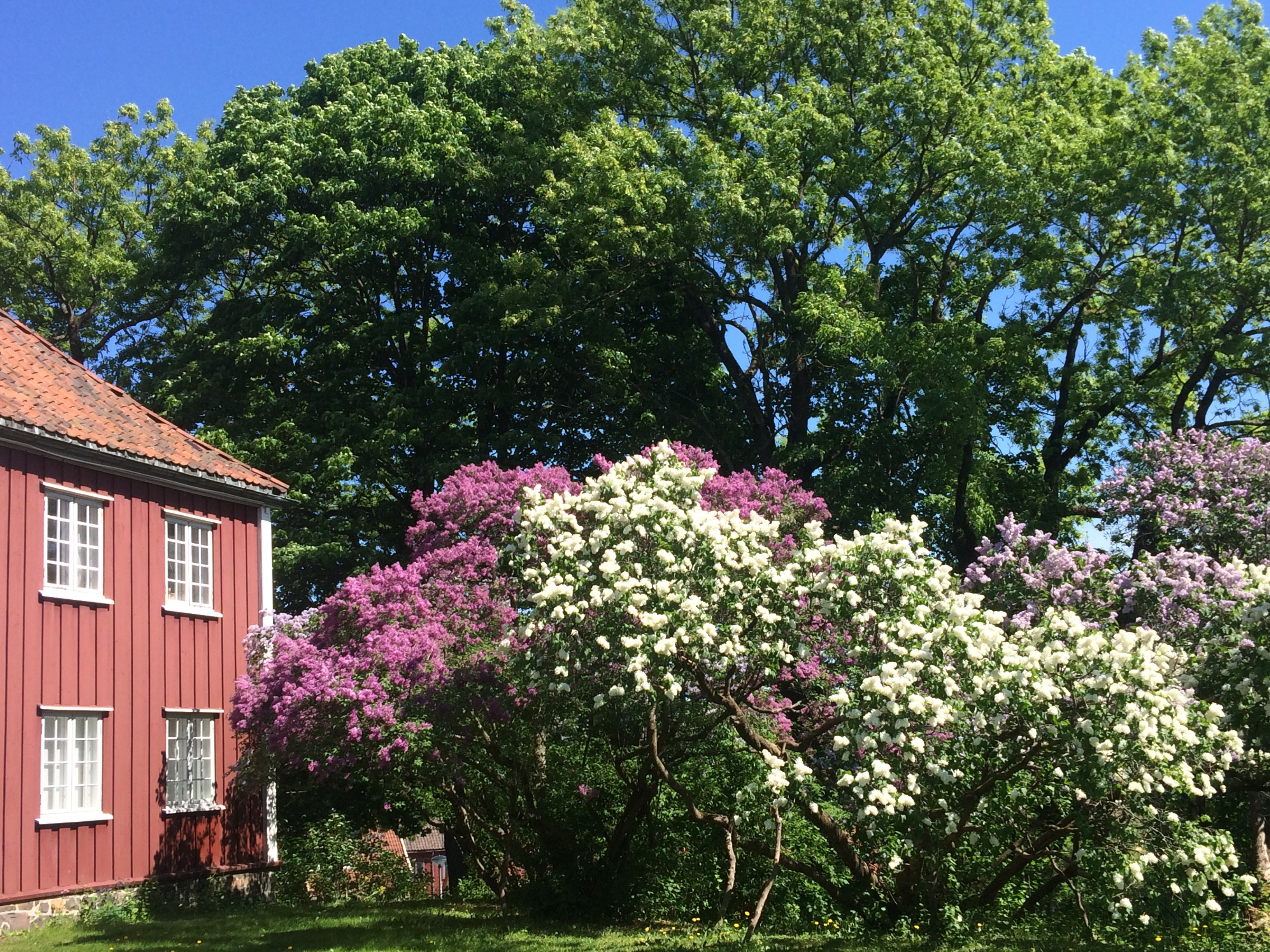Hage med store syrinbusker og kanten på et rødt hus til venstre